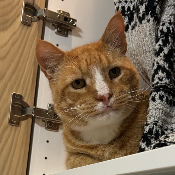 Meet your Posher, Lindsey - Picture 1 of 1